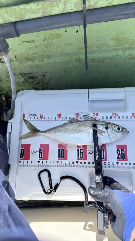 2025.11.04 太田屋 午前アジ