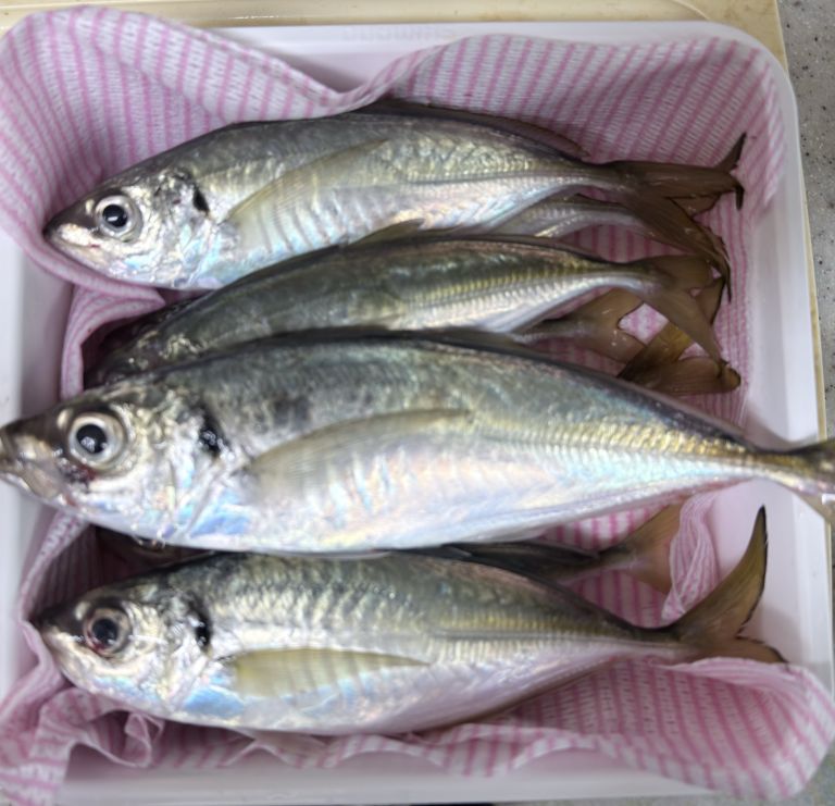 2025.11.04 太田屋 午前アジ