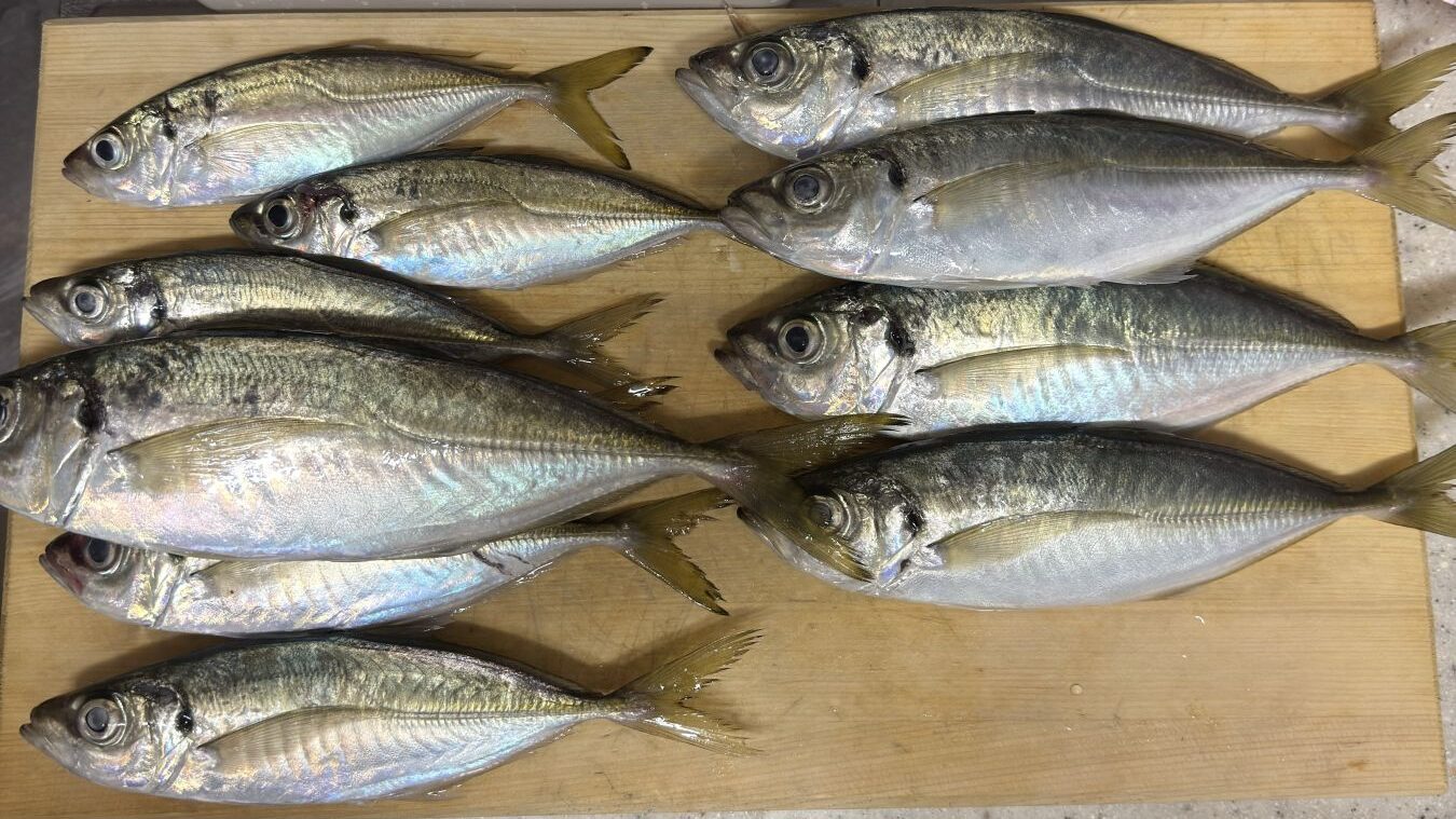 2025.12.23 太田屋 午前/午後アジ