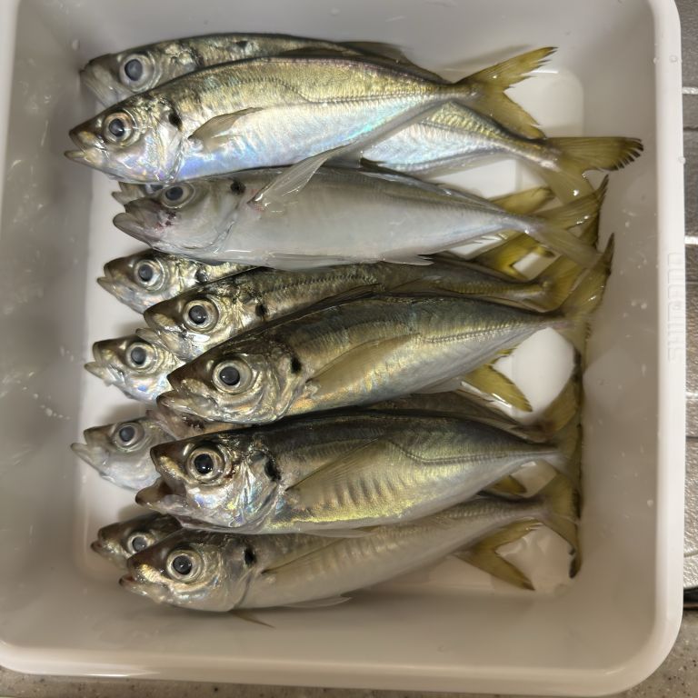 2026.01.06 太田屋 午前アジ